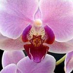 Orchid Love Spell