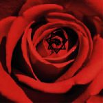 Red Rose Love Spell